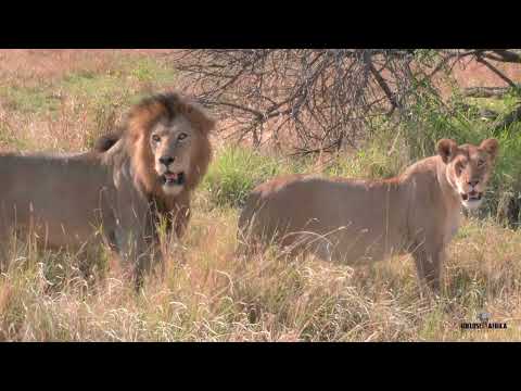 Discover Tanzania In 2026 Enclose Africa Safaris