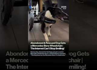  Dog Gets A Mercedes Benz Wheelchair The Internet Can T Stop Smiling