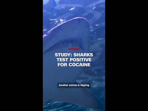 Study Sharks Test Positive For Cocaine