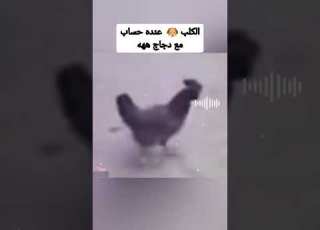 الكلب عندو حساب مع الدجاج هههه Maroc Comedy