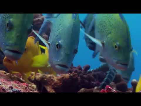 Https Youtu Be XO07dZWNtcc Si RZWolHngNVs 2UkA