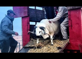  مشهد عالمي لحظة نقل أضخم حولي في المغرب مول 200kg ووصوله إلى ساحة المسابقة