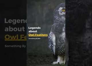  Legends About Owl Feathers Shorts