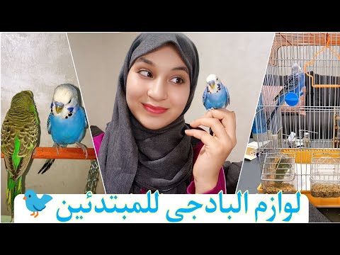 تربية طيور البادجي للمبتدئين قفص البادجي ولوازمه وأخيرا سلسلة الطيور
