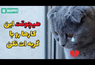10 کاری که دل گربه ات رو بدجور میشکنه