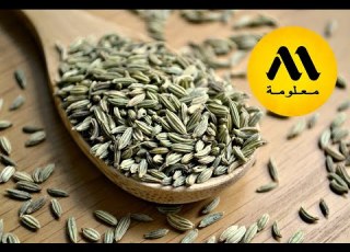  ما لا تعرفة عن النانخه او الكمون الملكي