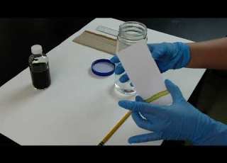  BIO203 Chromatography Absorption Spectra 2026