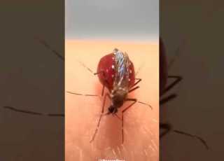  Why Do Mosquitoes Explode After Biting You Shorts