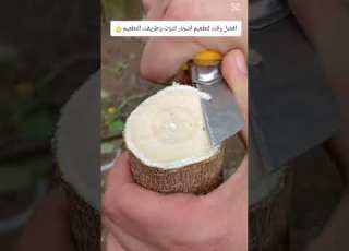 أفضل وقت لتقلعيم اشجار التوت وطريقت التطعيم الصحيحه علشان تثمر بكثافه