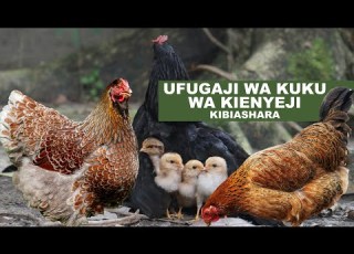 UFUGAJI KUKU WA KIENYEJI KIBIASHARA I ANZA NA MTAJI MDOGO