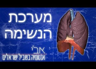 האנטומיה של מערכת הנשימה והריאות