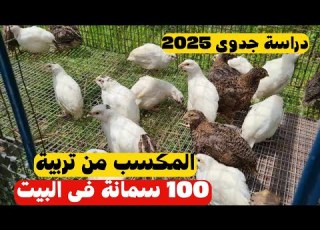  تربية السمان في المنزل دراسة جدوى 2025 وخطوات بدء مشروع مربح من البيت