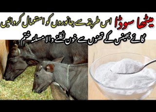  Janwaro Ko Meetha Soda Istimal Karwany Ka Tarika Benefits Of Meetha Soda Dairy Farming