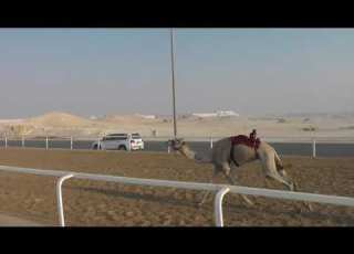  ش8 زمول شاهين احمد بن محبوب النعيمي 6 30 53