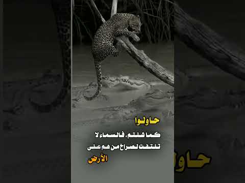 حاولو كماء شأتم فالسماء لا تلتفت قوة حيوانات اقنباسات اكسبلور Shorts Viral