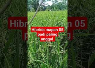 The Most Superior Rice Hybrid Rice Mapan 05