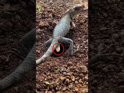 كيف تضع السحالي الأليفة بيضها Shorts