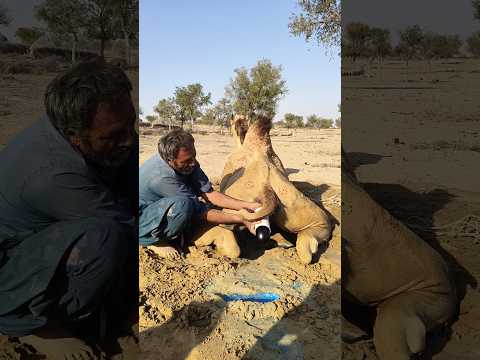 الطريقة الفريدة التي يتبعها القرويون لتبريد الجمال في حرارة الصحراء الحارقة تثير دهشة الجميع