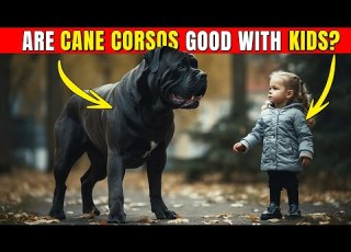 Are Cane Corsos Good With Kids Dog Pets