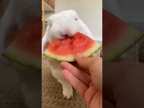 عندما يجوع الارنب لايرحم ارانب كيوت حالات واتس اب Wats App Statuts عندما يجوع الارنب لايرحم ارانب كيوت حالات واتس اب Wats App Statuts