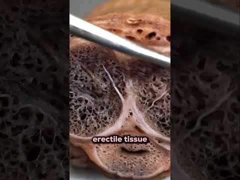 This Is How An Erection Works