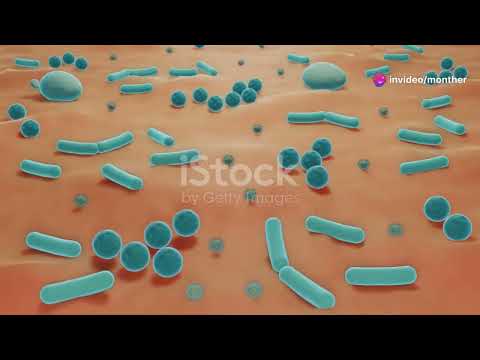 تكاثر البكتيريا و كيف يحدث الانشطار الثنائي تكاثر البكتيريا و كيف يحدث الانشطار الثنائي