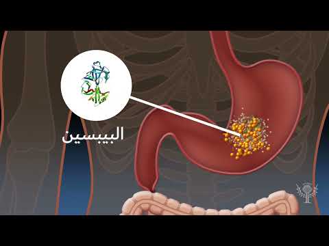 الأنزيمات الهاضمة وعملية الهضم