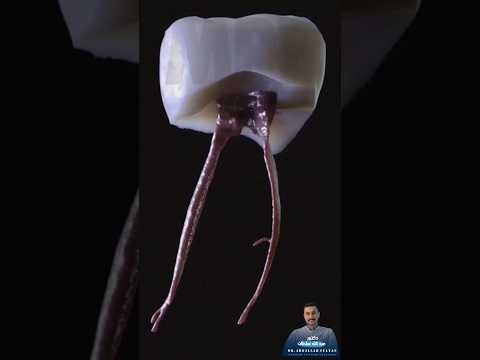 هل شاهدت من قبل شكل العصب من داخل الضرس هل شاهدت من قبل شكل العصب من داخل الضرس