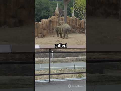 The First YouTube Video Ever Internethistory Youtubeshorts Viralvideo Funfacts The First YouTube Video Ever Internethistory Youtubeshorts Viralvideo Funfacts