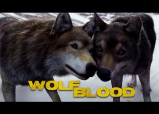  Wolfblood Maddy Returns Season 3