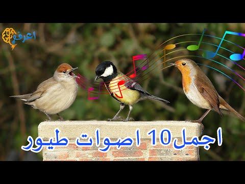 اجمل 10 اصوات طيور فى العالم أصوات من الجنة تسمعها لأول مرة فى حياتك اجمل 10 اصوات طيور فى العالم أصوات من الجنة تسمعها لأول مرة فى حياتك