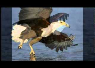  Fish Eagle Calling