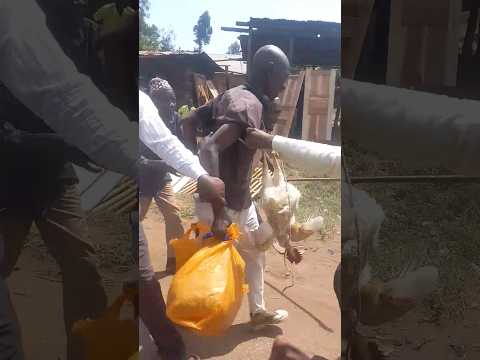 Mwizi Wa Kuku Uko Vihiga Comedyshorts Funny Sultanacitizentv Maandamano Mwizi Wa Kuku Uko Vihiga Comedyshorts Funny Sultanacitizentv Maandamano