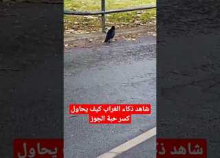  شاهد ذكاء الغراب كيف يحاول ر حبة الجوز