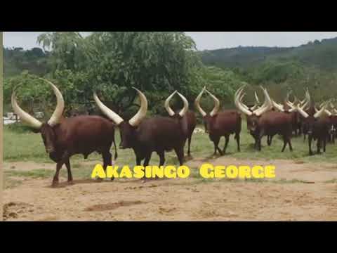 Ankole Cows Okusetura Ente