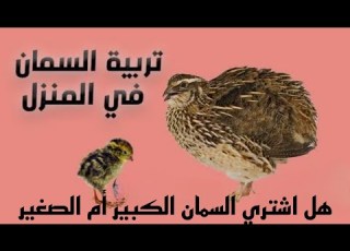 تربية السمان في المنزل هل اشتري السمان الكبير أم الصغير