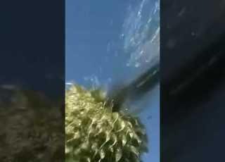  الفواكه المتفجرة قنابل البذور الطبيعية التي سوف تفجر عقلك
