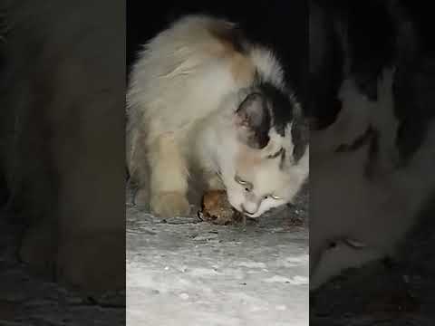 Cat Nyau Miaow Moment