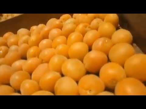 تجفيف المشمش بطريقة رائعة لا تنس الإعجاب و الإشتراك بالقناة مع تفعيل زر الجرس ليصلك كل جديد