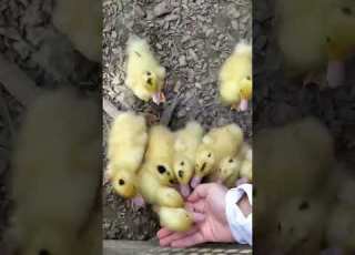 小鴨鴨鴨鴨鴨鴨鴨