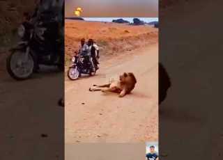  Lion Vs Man Terrifying Lion Attack Caught On Camera LionAttack Wildanimalattack