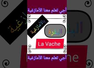  البقرة La Vache الأمازغية