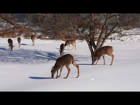 أغنية غضب الحبيب