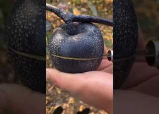 التفاح الأسود سبحان الله Black Apple