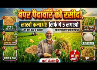  Top Paddy Varieties 2026 Top 5 Paddy Varieties Best Paddy Variety 2026 Paddy Farming