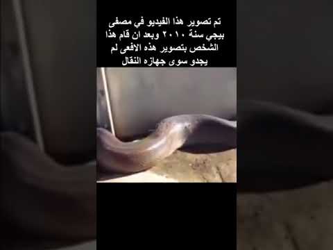 قصة اكبر افعى في العراق التي ظهرت في مصفى بيجي عام ٢٠١٠
