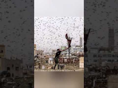 الجراد يغزو المملكة العربية السعودية