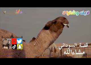  قصة السوداني مالك الفحل لايك وشتراك
