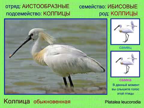 صوت طائر ابو ملعقه