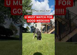 U MUST WATCH FOR GOOD WEEK Funny Funnyshorts Funnydogs Dogshorts Dogsofyoutube Pets